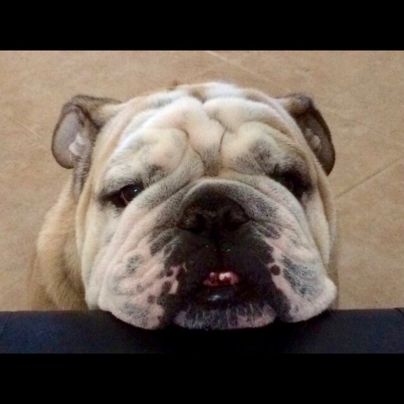 Meet your Poshers!  Chandra, Bear, and Meadow! - Picture 4 of 8